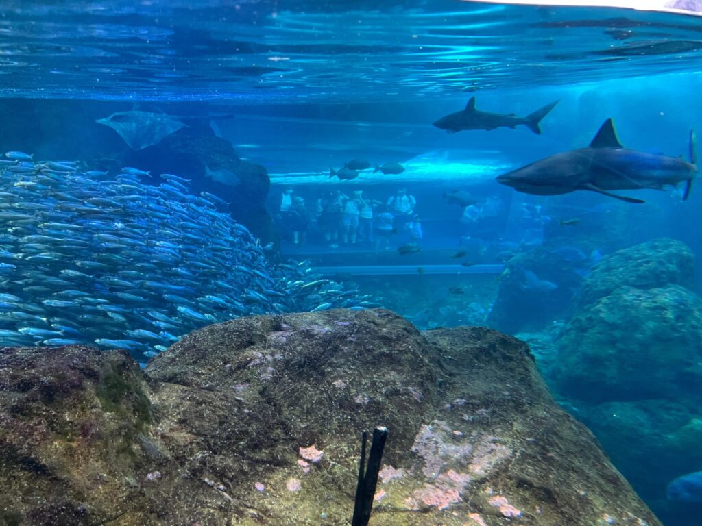 新江ノ島水族館の相模湾大水槽